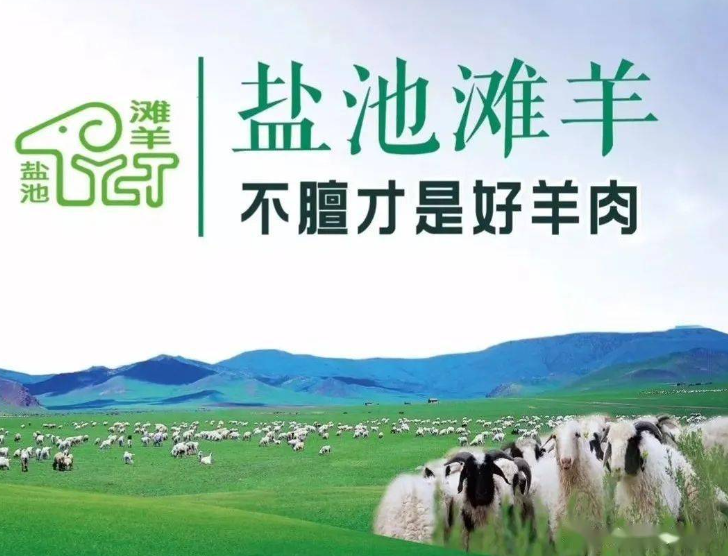 盐池滩羊